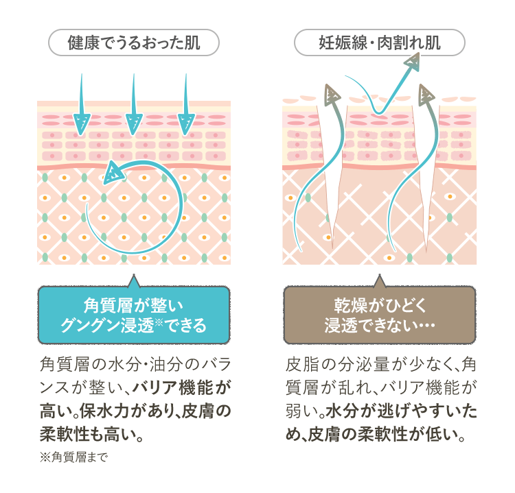 角質層が整い グングン浸透※できる 角質層の水分・油分のバランスが整い、バリア機能が高い。保水力があり、皮膚の柔軟性も高い。 ※角質層まで 乾燥がひどく 浸透できない・・・ 皮脂の分泌量が少なく、角質層が乱れ、バリア機能が弱い。水分が逃げやすいため、皮膚の柔軟性が低い。