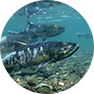 北海道産SOP