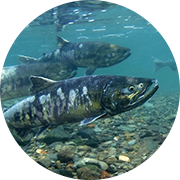 北海道産SOP